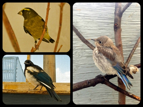 The vast majority of patients at AIWC are birds. Here you have a magpie, an evening grosbeak, and a blue bird