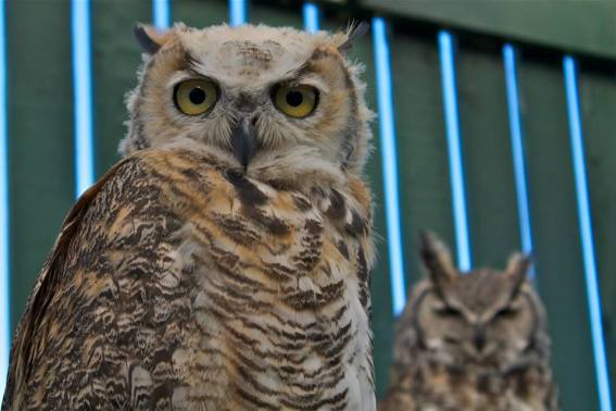 AIWC patients: Great horned owls