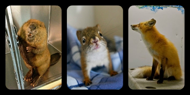 A beaver, a red squirrel, and a red fox - all 2013 AIWC patients