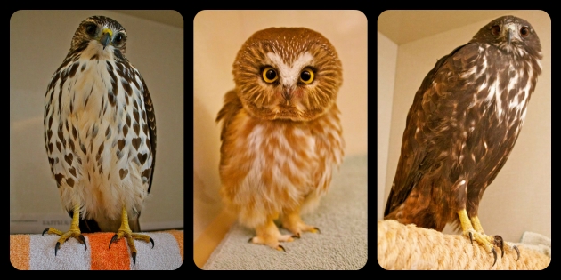 More AIWC patients: A broad-winged hawk; a saw-whet owl; and a red-tailed hawk